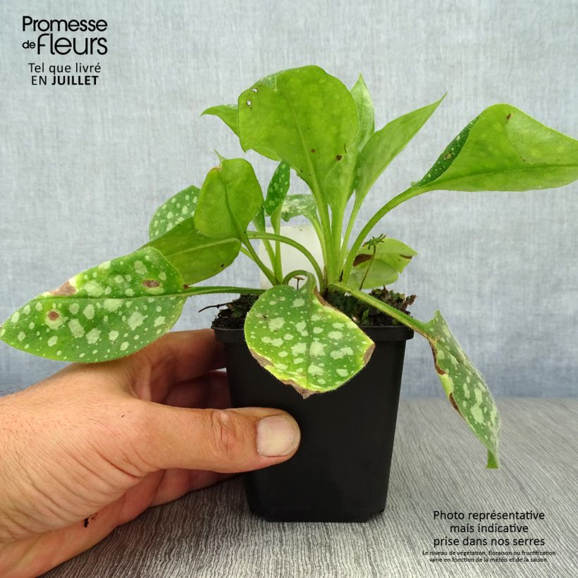 Exemplar von Lungenkraut Sissinghurst White - Pulmonaria Kleine Töpfe von 8/9 cm wie im Sommer geliefert