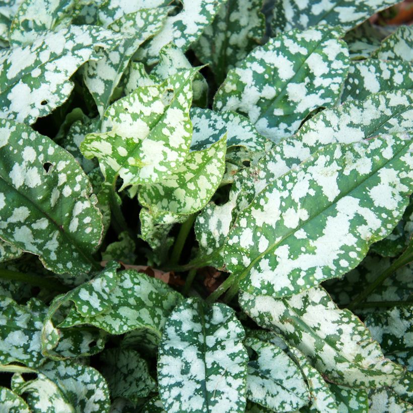 Lungenkraut Twinkle Toes - Pulmonaria (Laub)