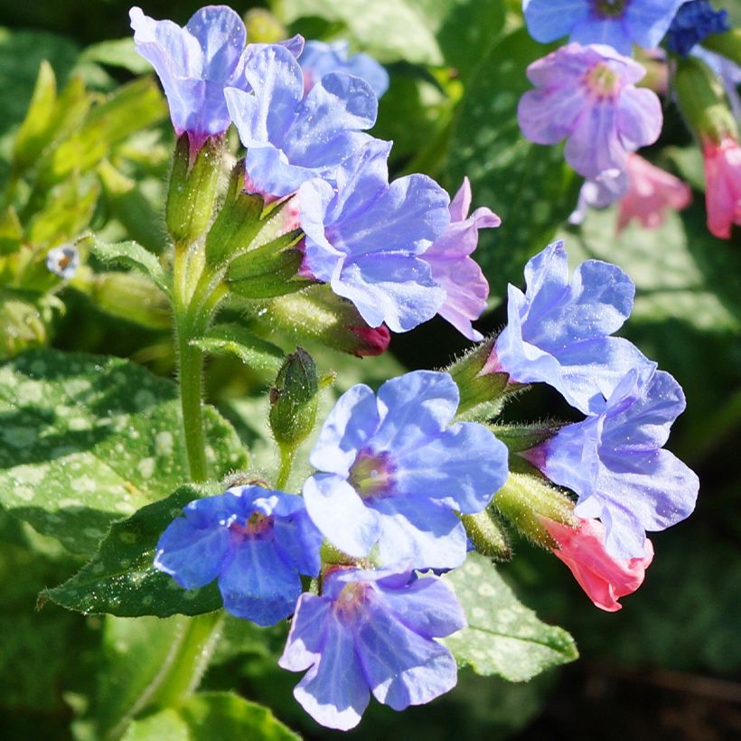 Lungenkraut Twinkle Toes - Pulmonaria (Blüte)
