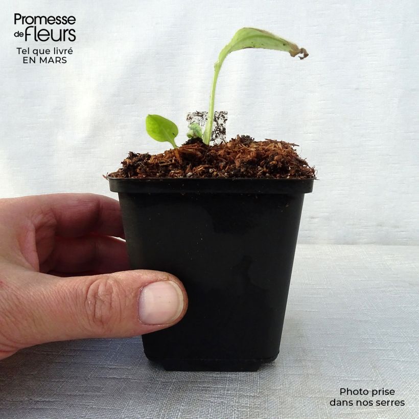 Exemplar von Lungenkraut Victorian Brooch - Pulmonaria Kleine Töpfe von 8/9 cm wie im Frühjahr geliefert