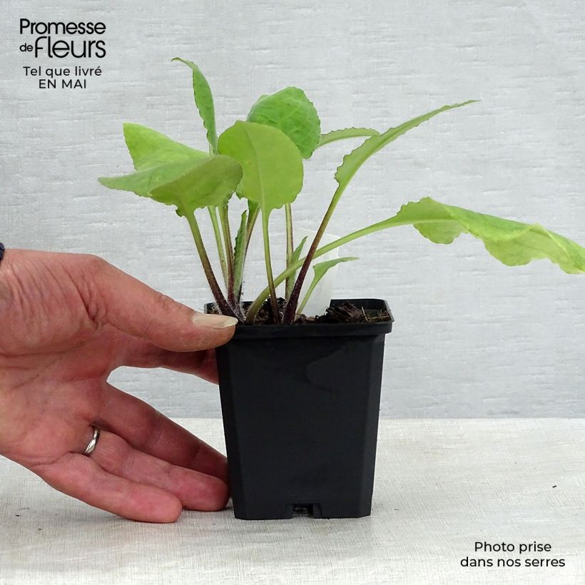 Exemplar von Rotes Lungenkraut - Pulmonaria rubra Kleine Töpfe von 8/9 cm wie im Frühjahr geliefert