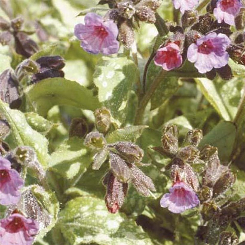 Lungenkraut Apple Frost - Pulmonaria (Blüte)