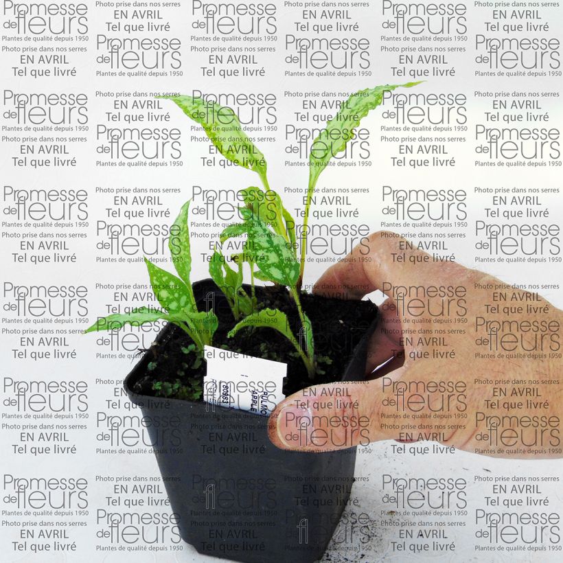 Beispiel eines Exemplars von Lungenkraut Apple Frost - Pulmonaria Kleine Töpfe von 8/9 cm wie geliefert