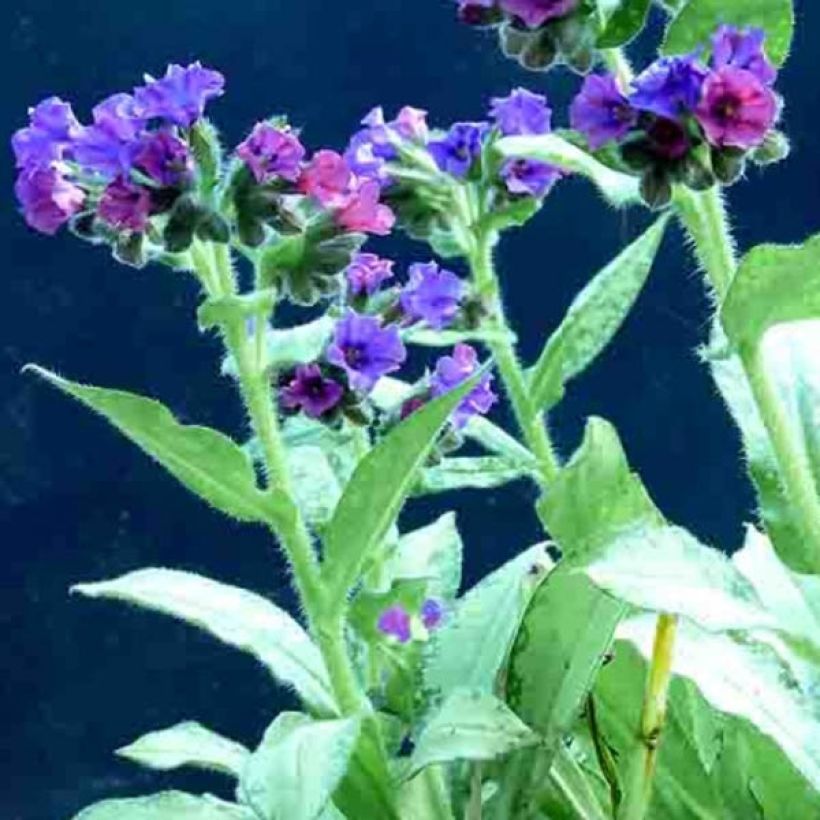 Lungenkraut Diane Clare - Pulmonaria (Flowering)
