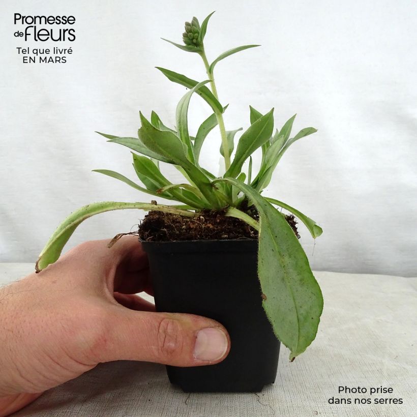 Example of Lungenkraut Samourai - Pulmonaria Kleine Töpfe von 8/9 cm as you get in printemps
