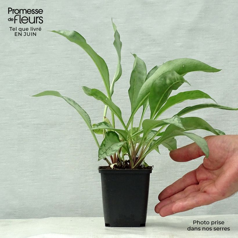 Exemplar von Lungenkraut Samourai - Pulmonaria Kleine Töpfe von 8/9 cm wie im Sommer geliefert