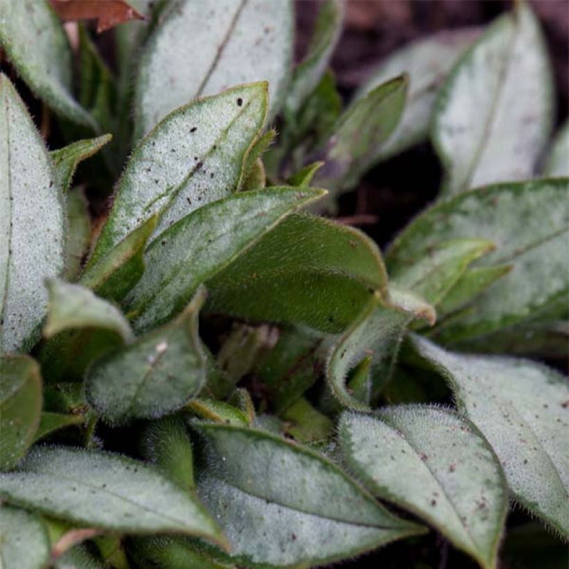 Lungenkraut Samourai - Pulmonaria (Foliage)