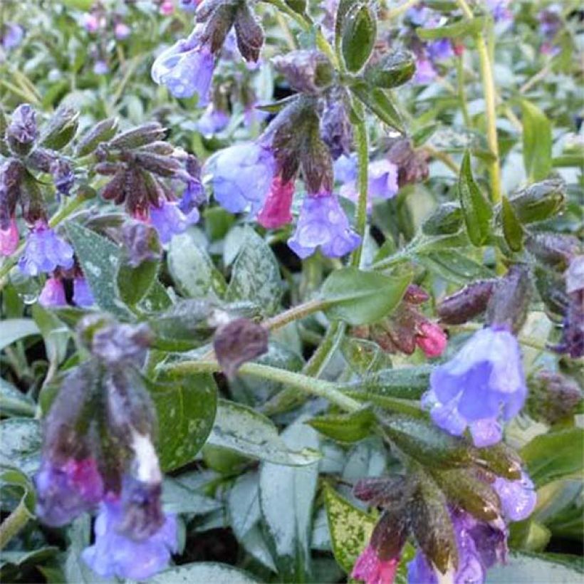 Lungenkraut Samourai - Pulmonaria (Flowering)