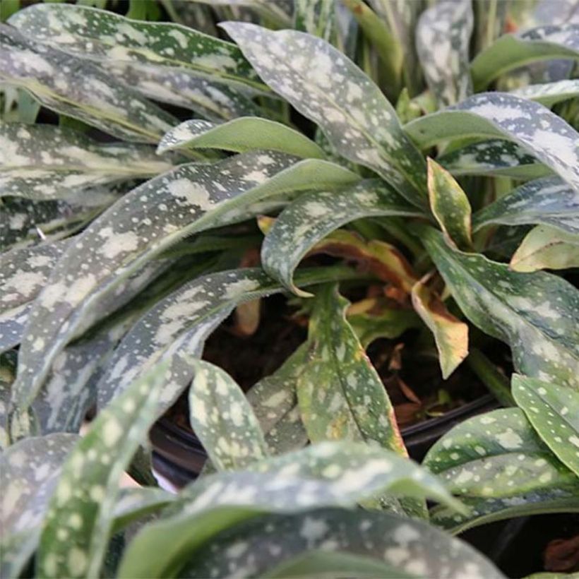 Langblättriges Lungenkraut E.B Anderson - Pulmonaria (Foliage)