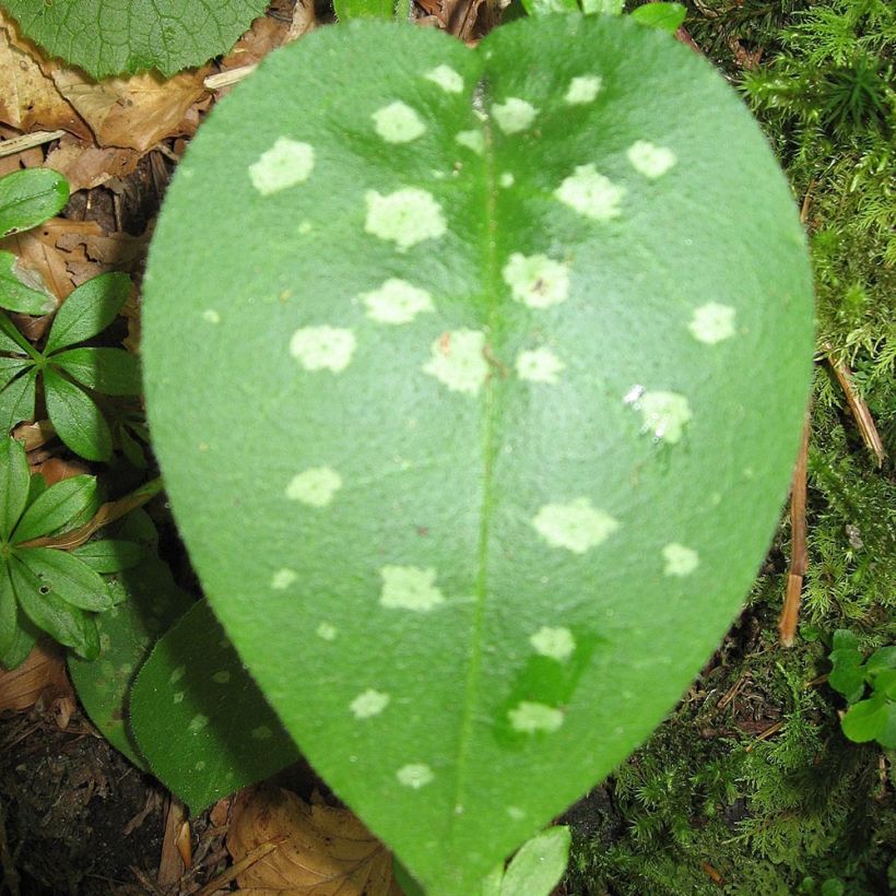 Echtes Lungenkraut - Pulmonaria officinalis (Foliage)
