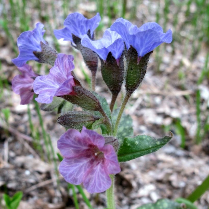 Echtes Lungenkraut - Pulmonaria officinalis (Flowering)