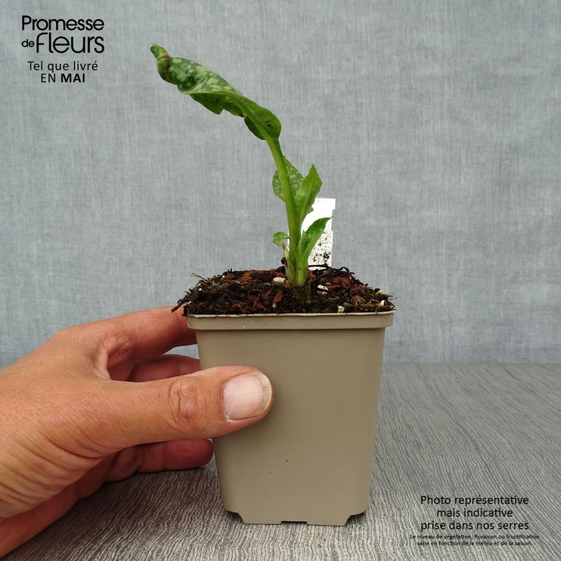 Example of Echtes Lungenkraut - Pulmonaria officinalis Kleine Töpfe von 8/9 cm as you get in printemps