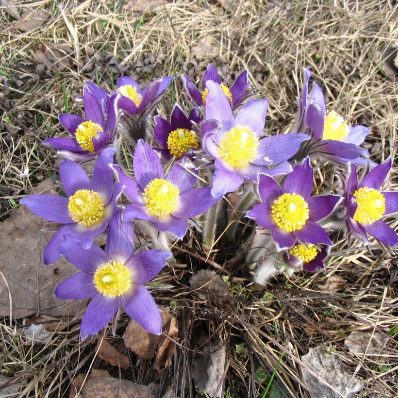 Küchenschelle - Pulsatilla patens (Wuchs)