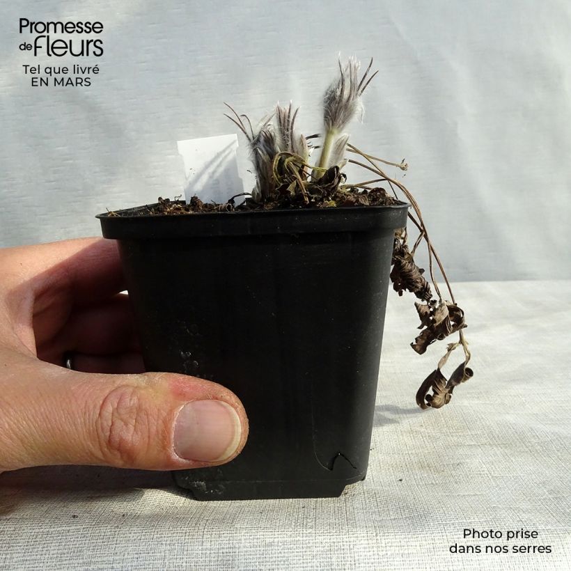 Exemplar von Küchenschelle - Pulsatilla patens Kleine Töpfe von 8/9 cm wie im Frühjahr geliefert