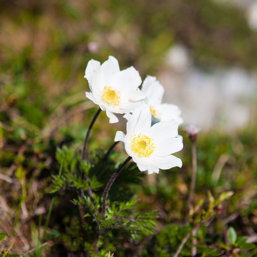 Küchenschelle Alba - Pulsatilla vulgaris (Wuchs)