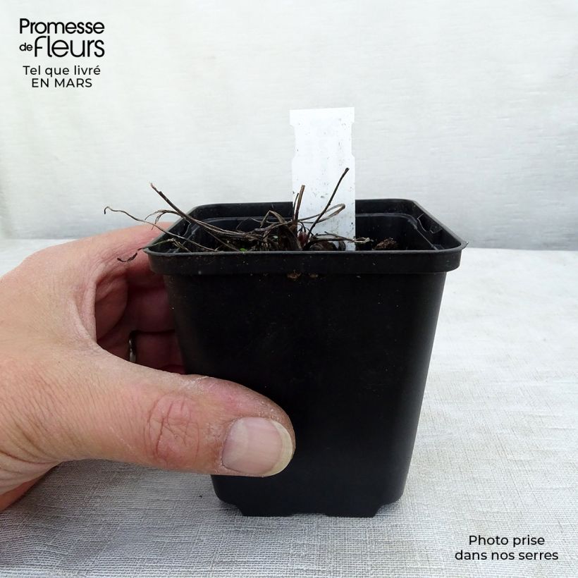 Exemplar von Küchenschelle Papageno - Pulsatilla vulgaris Kleine Töpfe von 8/9 cm wie im Frühjahr geliefert