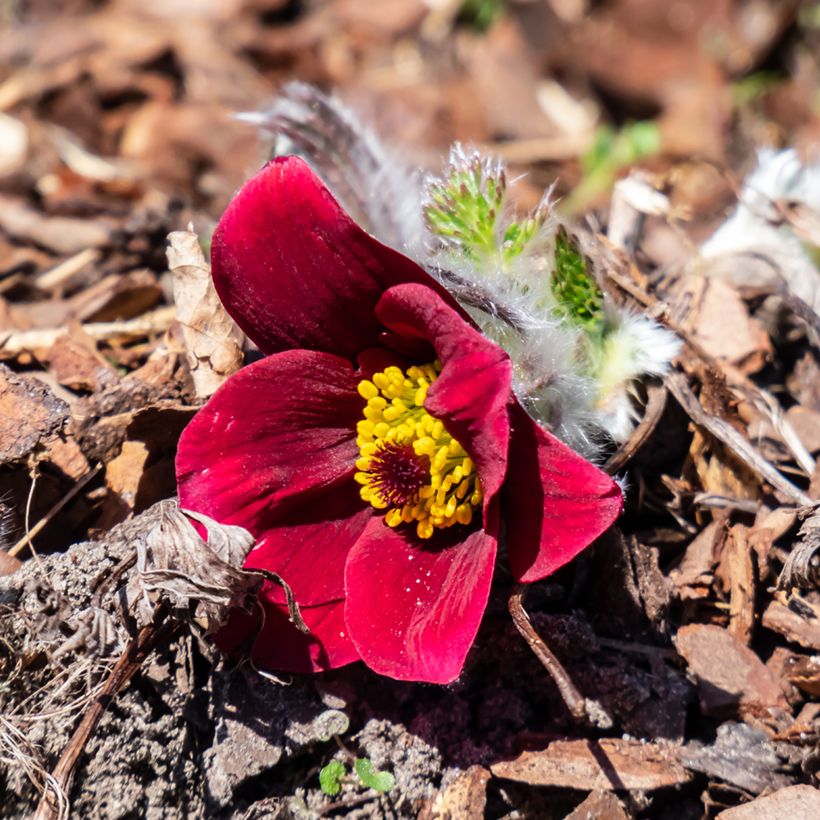 Küchenschelle Röde Klokke - Pulsatilla vulgaris (Flowering)