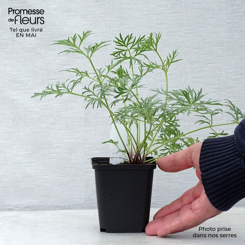 Example of Küchenschelle Röde Klokke - Pulsatilla vulgaris Kleine Töpfe von 7/8 cm as you get in printemps