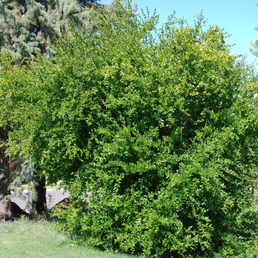 Granatapfelbaum Wonderful - Punica granatum (Wuchs)