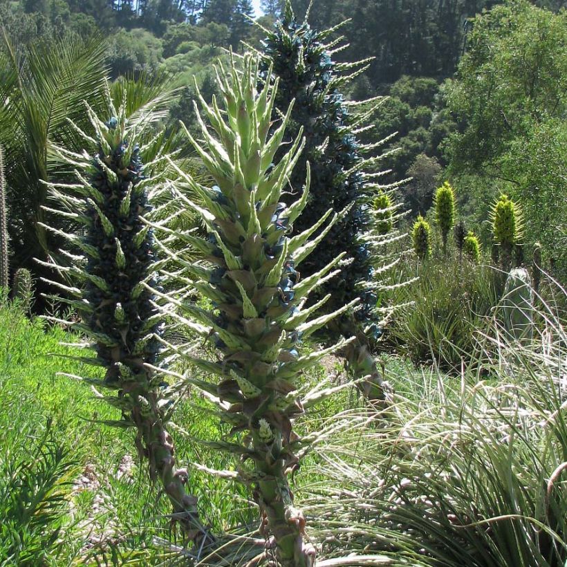 Puya berteroniana (Wuchs)