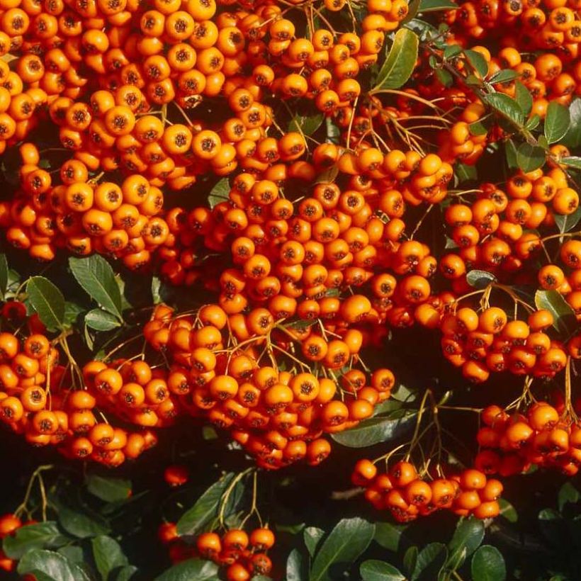 Feuerdorn SAPHYR Orange - Pyracantha coccinea (Harvest)