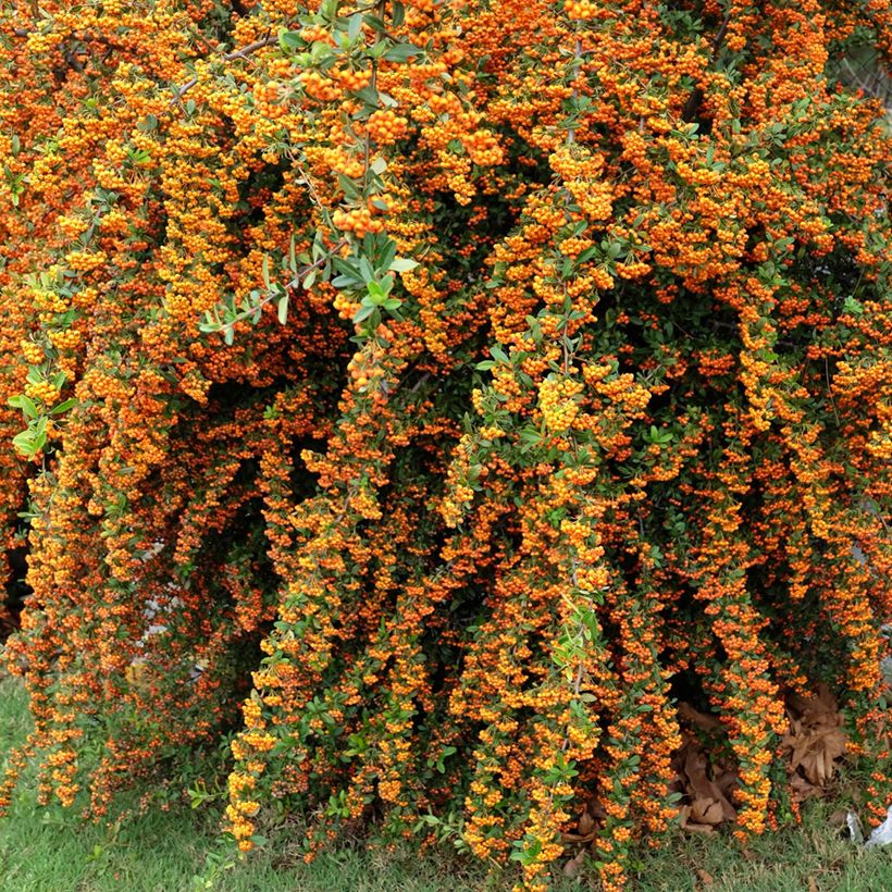 Feuerdorn SAPHYR Orange - Pyracantha coccinea (Plant habit)