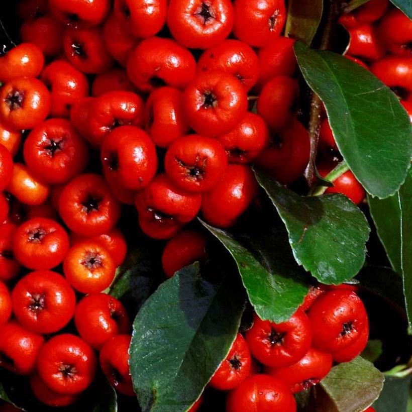 Feuerdorn SAPHYR Rouge - Pyracantha coccinea (Foliage)