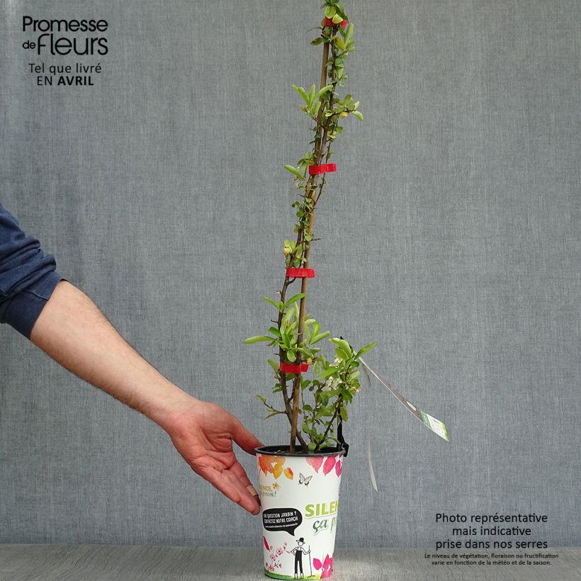 Example of Feuerdorn SAPHYR Rouge - Pyracantha coccinea Topf mit 2L/3L as you get in printemps