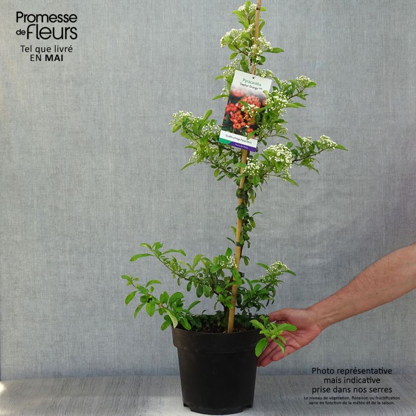 Example of Feuerdorn SAPHYR Orange - Pyracantha coccinea Topf mit 6L/7L as you get in printemps