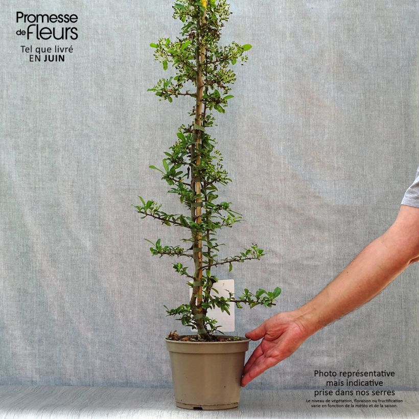 Exemplar von Feuerdorn Soleil d'or - Pyracantha Topf mit 2L/3L wie im Sommer geliefert