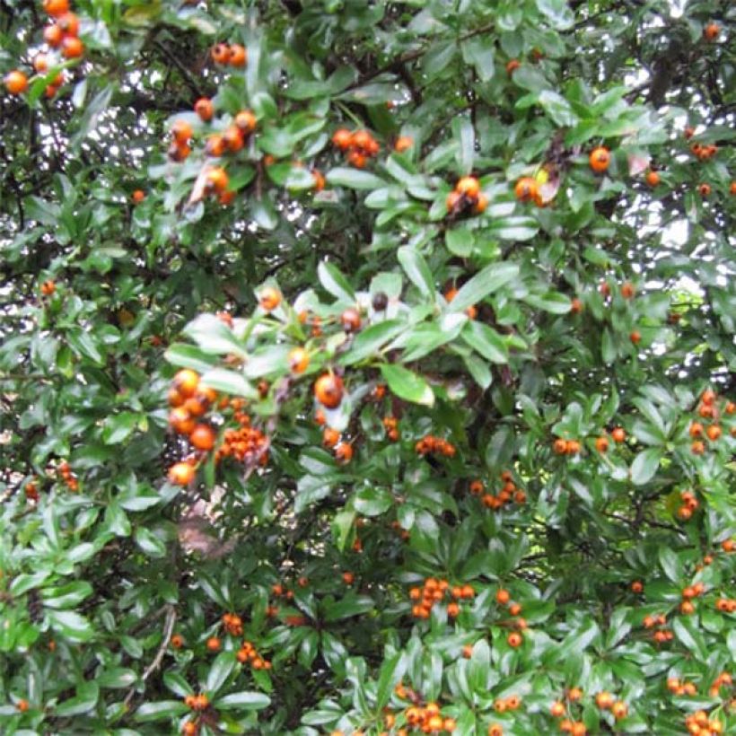Feuerdorn Teton - Pyracantha (Wuchs)