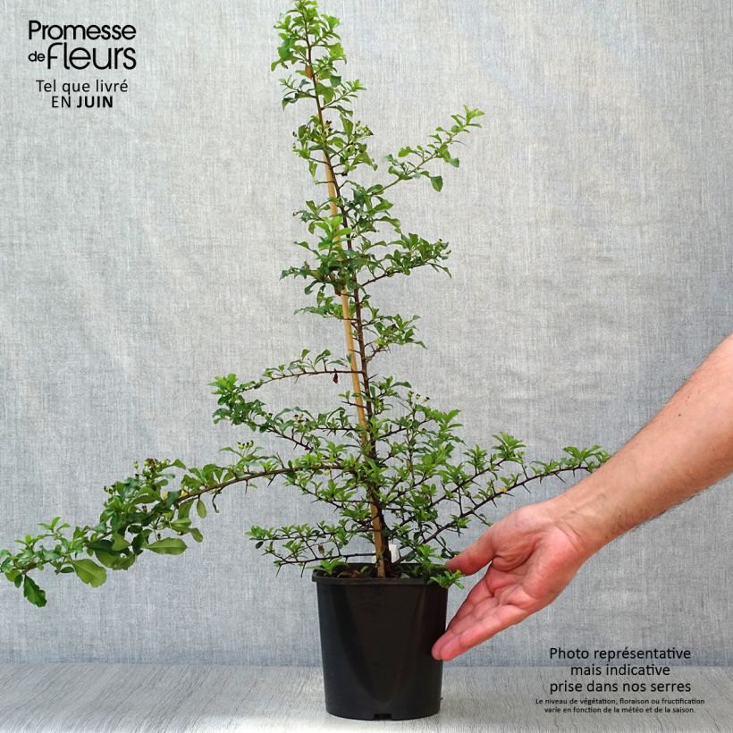 Exemplar von Feuerdorn Teton - Pyracantha Topf mit 2L/3L wie im Sommer geliefert