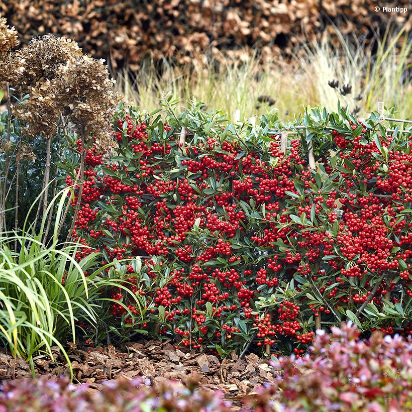 Feuerdorn Red Star - Pyracantha coccinea (Wuchs)