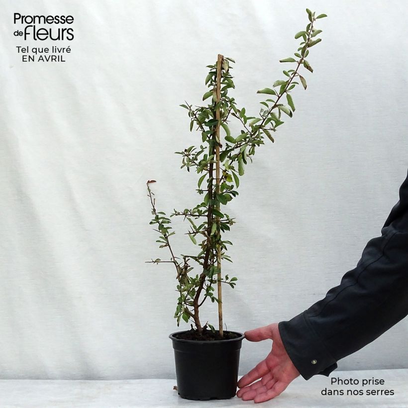 Exemplar von Feuerdorn Red Column - Pyracantha coccinea Topf mit 2L/3L wie im Frühjahr geliefert