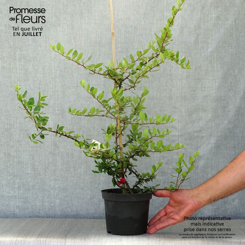 Exemplar von Feuerdorn Red Column - Pyracantha coccinea Topf mit 2L/3L wie im Sommer geliefert