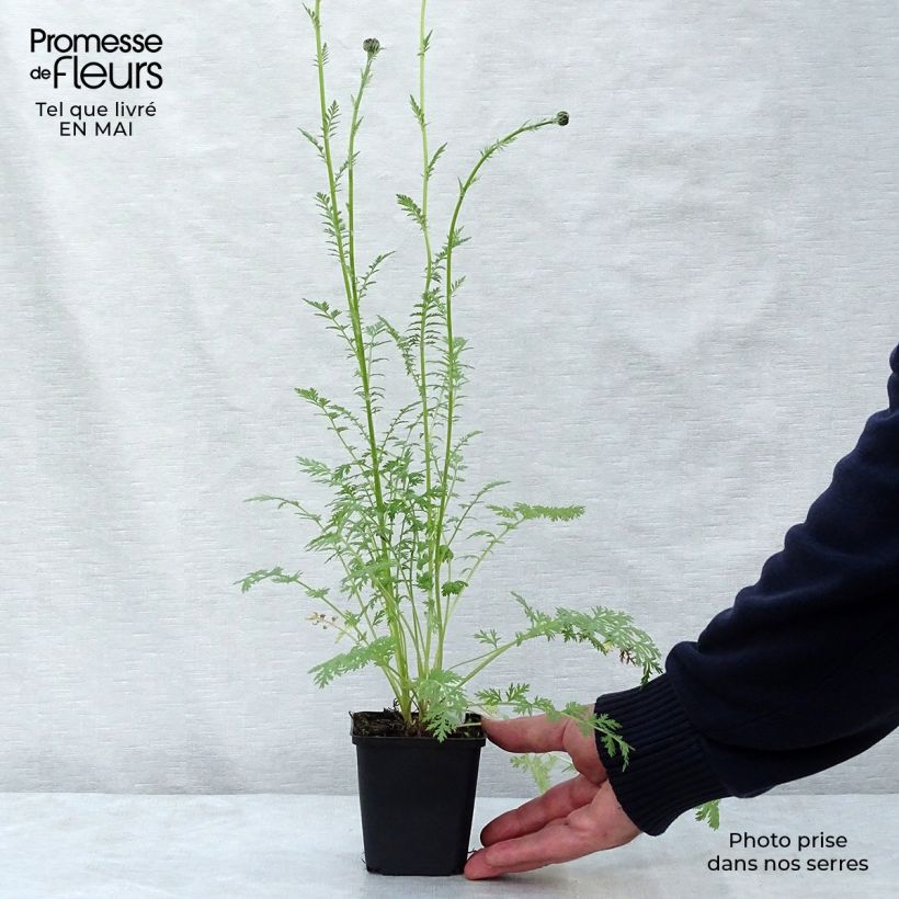 Example of Tanacetum coccineum Robinson Rose - Rotblütige Wucherblume Kleine Töpfe von 8/9 cm as you get in printemps