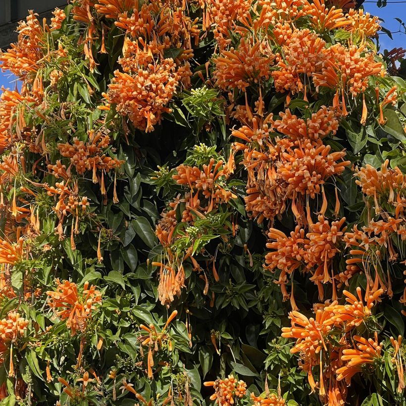 Pyrostegia venusta - Feuerranke (Wuchs)