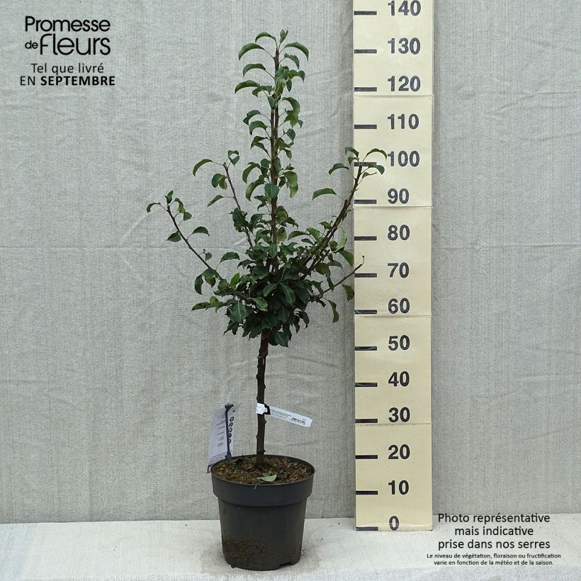 Exemplar von Zwergbirnbaum Louisa (Luisa) - Pyrus communis Topf mit 7,5L/10L, 1/4 Stängel wie im Herbst geliefert