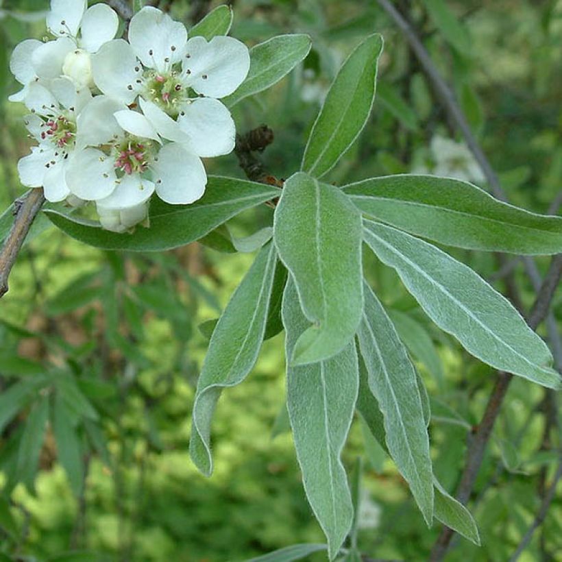 Weidenblättrige Birne Pendula - Pyrus salicifolia (Foliage)