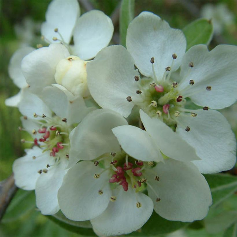 Weidenblättrige Birne Pendula - Pyrus salicifolia (Flowering)