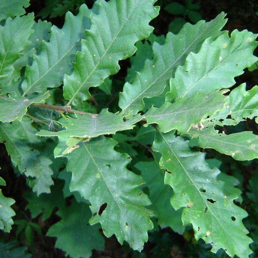 Quercus cerris - Zerr-Eiche (Foliage)