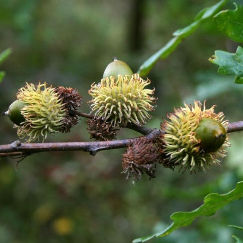 Quercus cerris - Zerr-Eiche (Harvest)