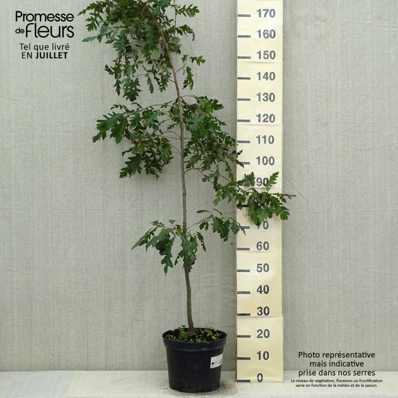 Exemplar von Quercus cerris - Zerr-Eiche Topf mit 7,5L/10L wie im Sommer geliefert