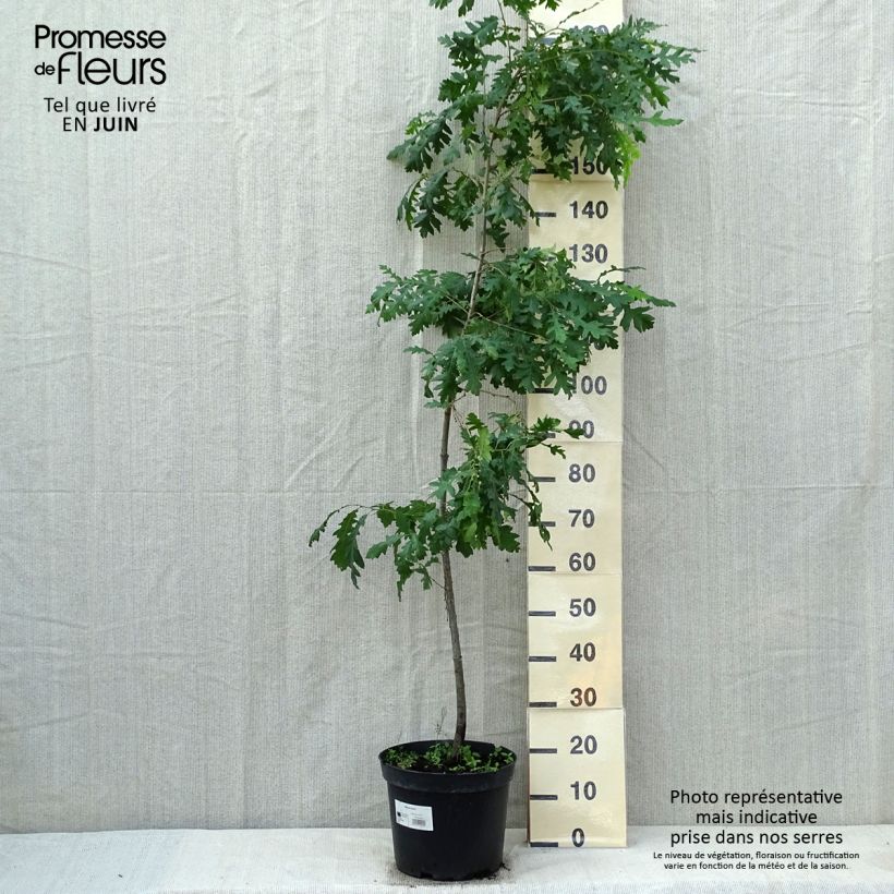 Example of Quercus cerris - Zerr-Eiche Topf mit 7,5L/10L as you get in printemps