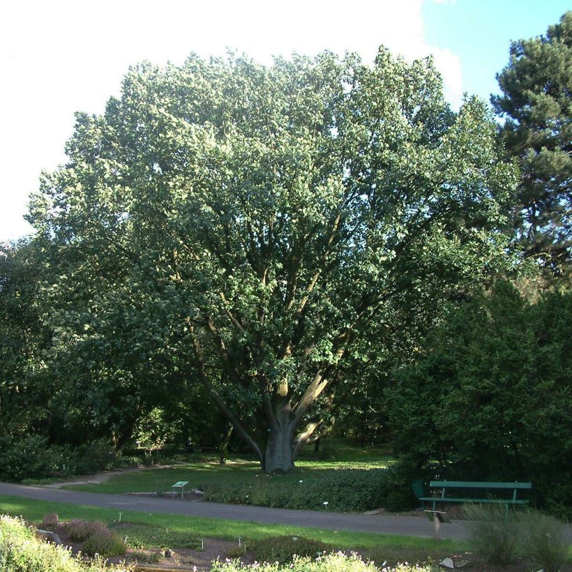 Quercus frainetto - Ungarische Eiche (Plant habit)