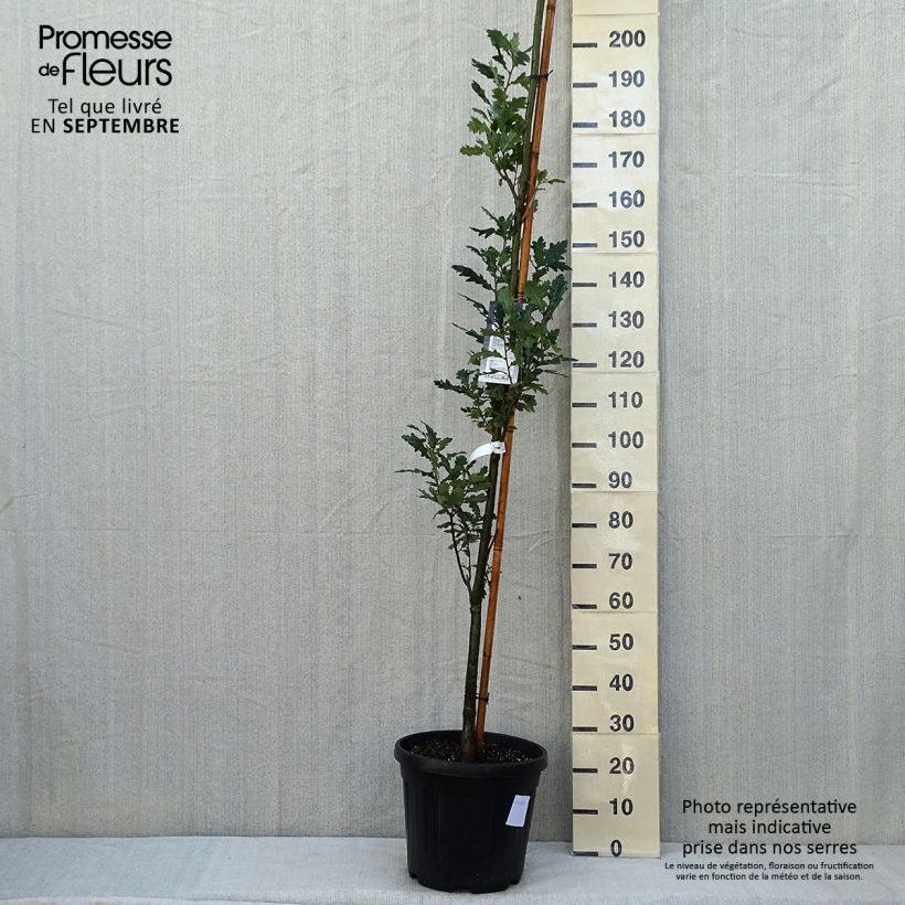 Exemplar von Quercus robur Fastigiata Koster - Stiel-Eiche Topf mit 20L/25L wie im Sommer geliefert