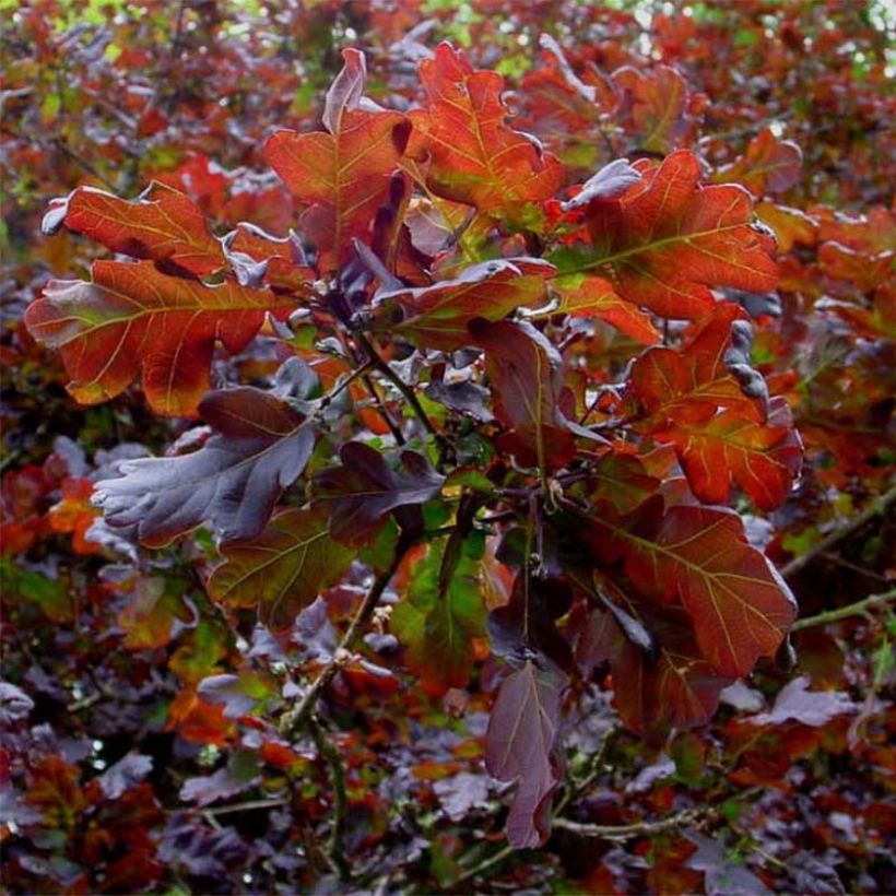 Quercus robur Purpurascens - Stiel-Eiche (Foliage)