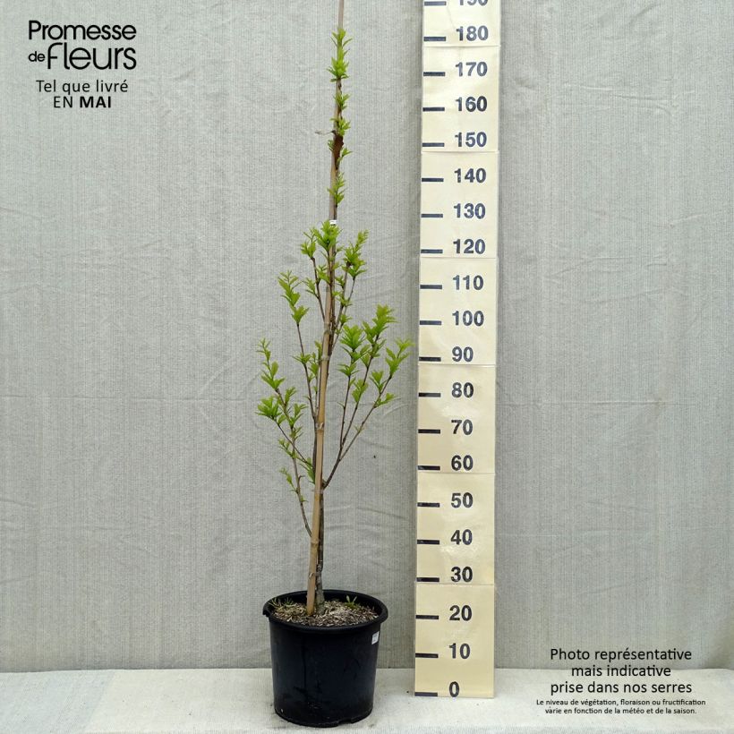 Example of Quercus warei Windcandle - Eiche Topf mit 12L/15L as you get in printemps