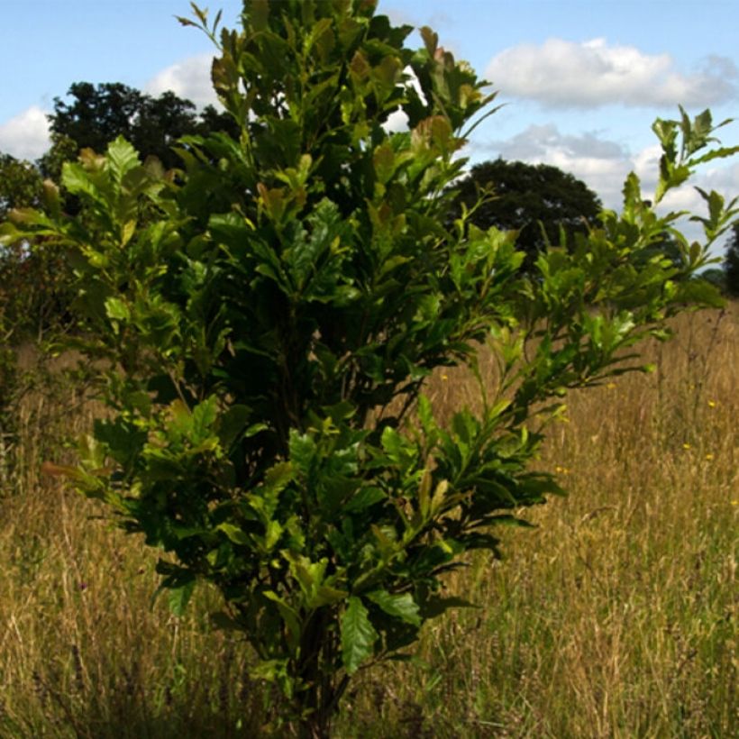 Quercus warei Windcandle - Eiche (Plant habit)