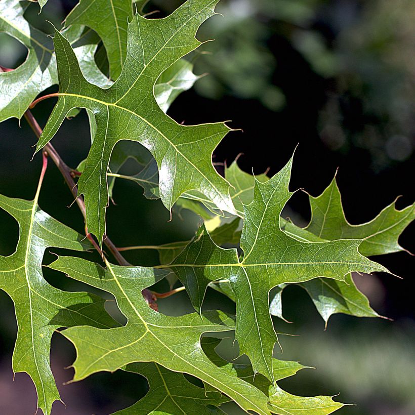 Quercus palustris - Sumpf-Eiche (Foliage)